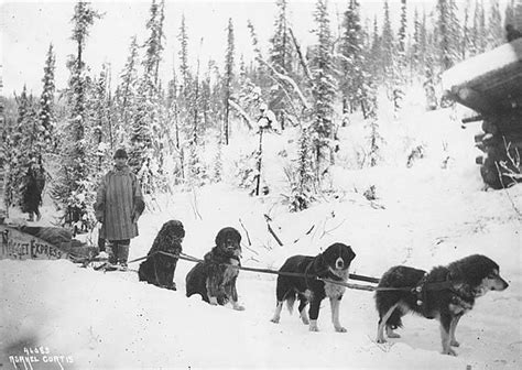 Sled dog - Wikipedia