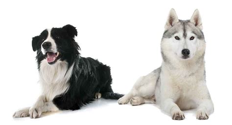 Border Collie Husky Mix - Will Your Puppy Come From This Clever Combo