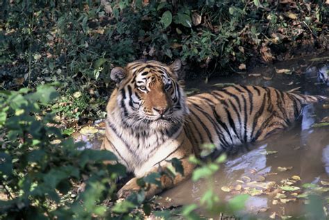 Rare Video of Amur Tiger Family