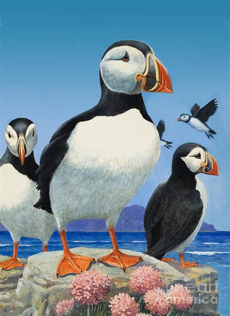 Puffins Painting by R B Davis - Pixels