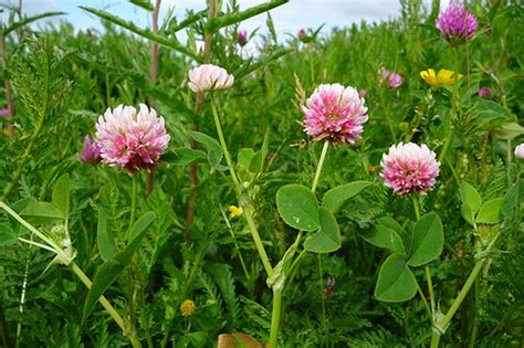 Alsike Clover (OMRI Inoculated) » Green Cover