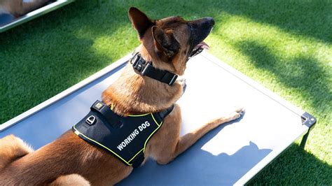 K9 Pro™ Dog Harness – K9 Ballistics