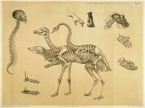 BibliOdyssey: Comparative Mammalian Anatomy