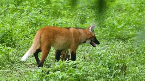 Maned Wolf Family in Habitat Exploration! - Zoo Guide