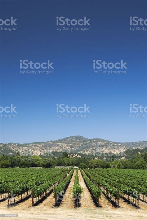 Kebun Anggur Lembah Napa Foto Stok - Unduh Gambar Sekarang - Napa Valley - Napa County ...