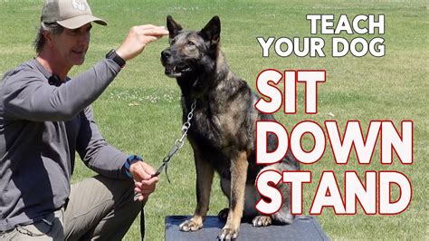 Teach Your Dog SIT DOWN STAND Basic Dog Training OBEDIENCE Positions - YouTube