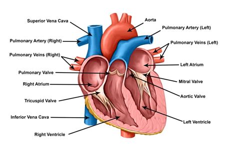 Chapter 4: The Cardiorespiratory System