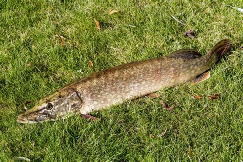 Pike Head on a Grass Background Stock Photo - Image of closeup, activity: 61263874