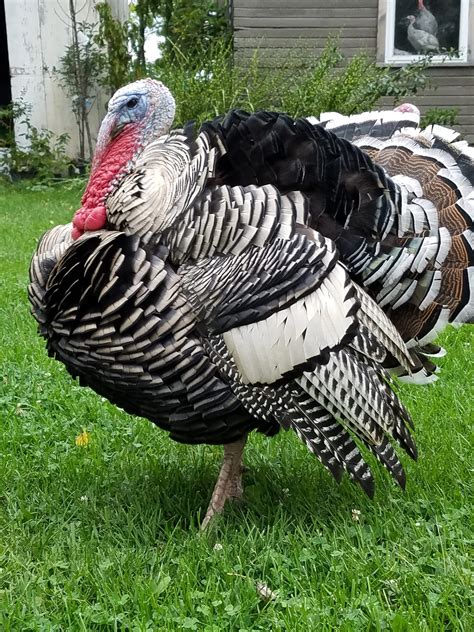 Narragansett Turkeys - Poults for Sale | Cackle Hatchery®