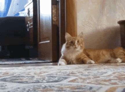 Cat Walking Away GIF - Cat WalkingAway Confused - Discover & Share GIFs