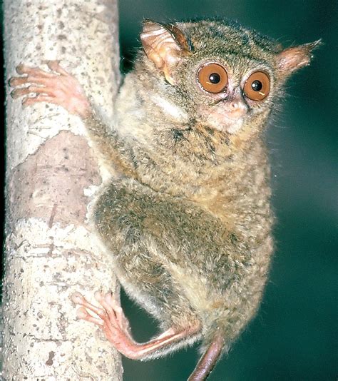 WWU researcher assists in discovery of two new tarsier species in ...