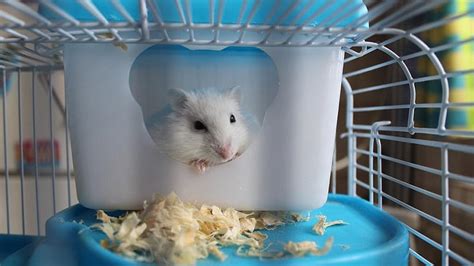 20 Foto Hamster Lucu dan Imut yang Bisa Membuatmu Tersenyum | KepoGaul