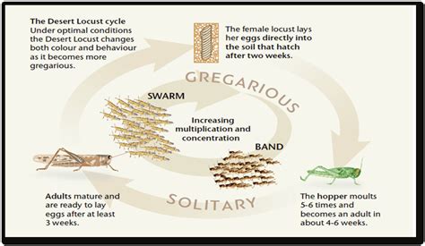 Life cycle of desert locust (adapted from Weather and Desert Locusts,... | Download Scientific ...