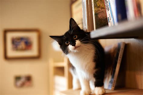 cat books Wallpapers HD / Desktop and Mobile Backgrounds