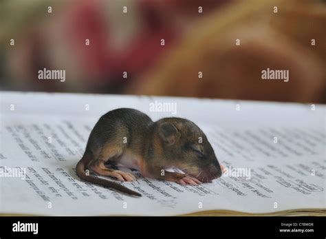 Baby mole Stock Photo: 38984787 - Alamy