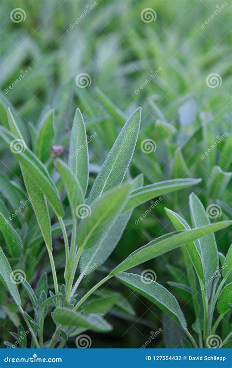 Common Sage Plant stock photo. Image of ready, herb - 127554432