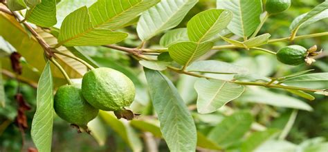 Top 10 Health Benefits of Guava Leaves and Fruits – Wealth Result