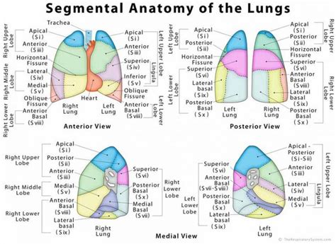 Lung Lobes Anatomy - HanartSullivan