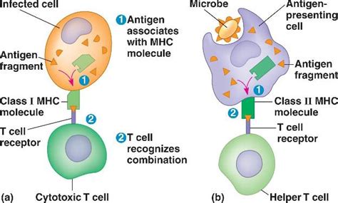 mhc.html 43_09TcellsAndMHC_L.jpg