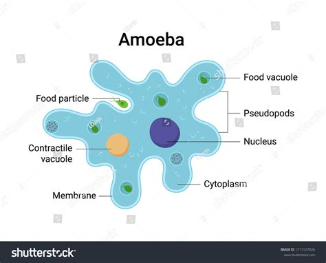 Amoeba Slide Labeled