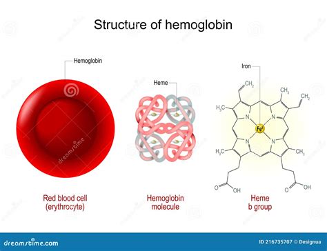 Hemoglobin