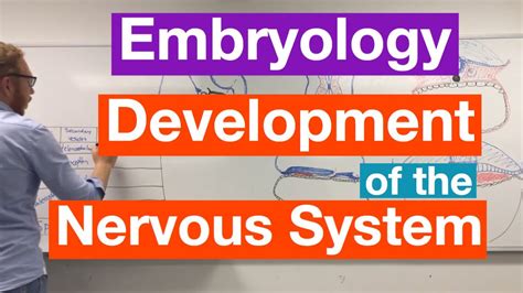 Development of the Nervous System | Embryology - YouTube