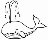 59 Free Printable Whale Coloring Pages sketch template