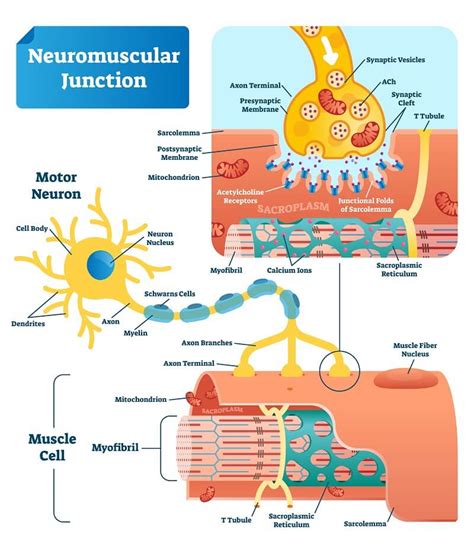 Neuromuscular Junction - The Definitive Guide | Biology Dictionary