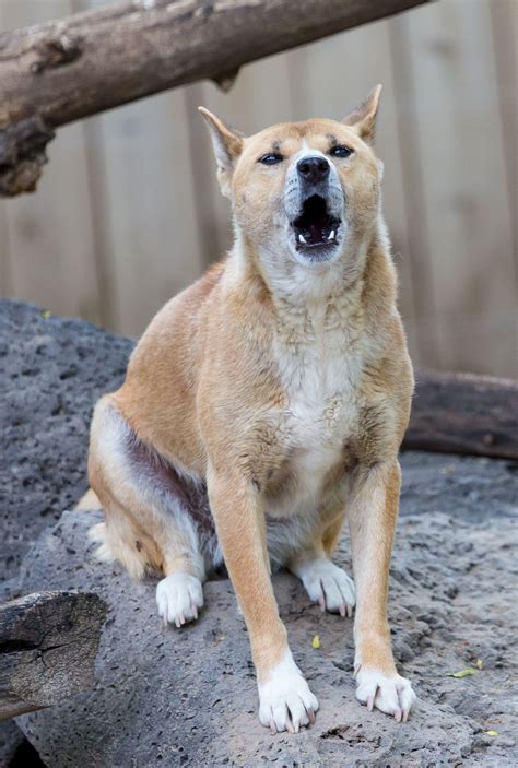 New Guinea Singing Dogs | Idaho Falls, ID