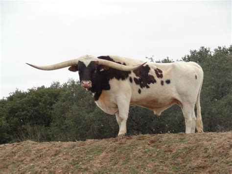 Stunning Longhorn Bull | Animals with horns, Longhorn cattle, Bucking bulls