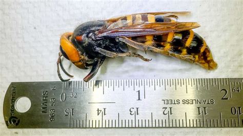 What Do Murder Hornets Look Like