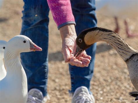 What Do Geese Eat? (Complete Guide) | Birdfact