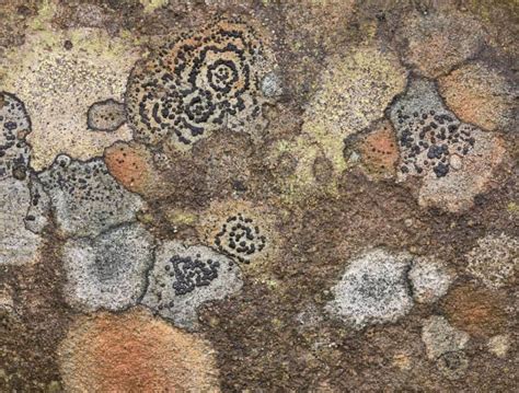 Lichen Identification – Field Studies Council