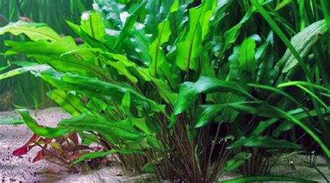 30 Easy Low Light Aquarium Plants for Beginners (Species Guide)