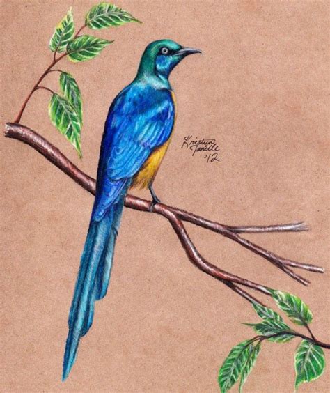 40 Beautiful Bird Drawings and Art works for your inspiration | Bird drawings, Colorful drawings ...