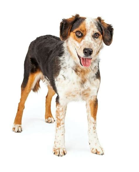 Australian Shepherd Beagle Mix - Your Complete Breed Guide To The ...