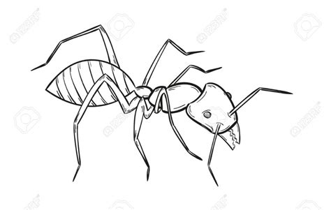 The best free Ant drawing images. Download from 396 free drawings of Ant at GetDrawings