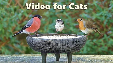 Videos for Cats to Watch Birds - Garden Bird Extravaganza - 8 Hours NEW | Bird watching, Cat gif ...