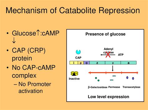 PPT - Control of Gene Expression PowerPoint Presentation, free download ...