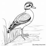 Wood Duck Coloring Pages  Free & Printable sketch template