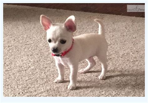 Apple Head Chihuahua Puppies For Sale - Free Classified Ads in UK, Buy, Sell, Rent, Advertise ...