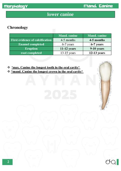 SOLUTION: Dental anatomy morphology mandibular canines - Studypool