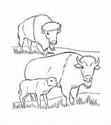 Free Printable Bison Coloring Pages For Kids  Animal sketch template