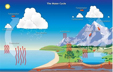 What is transpiration in the water cycle?