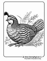 16 Quail Coloring Pages  Free Printable 🐦 PDFs sketch template