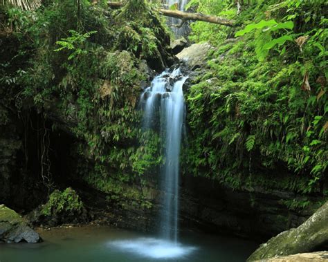 El Yunque Waterfall & Hiking Guide - Snorkel and Hike