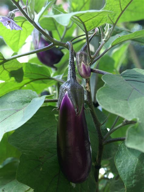 Eggplant – The perfect pot plant? | Suburban Tomato