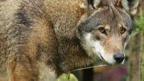 Petition · PLEASE PROTECT AND SAVE THE RED WOLVES - United States ...