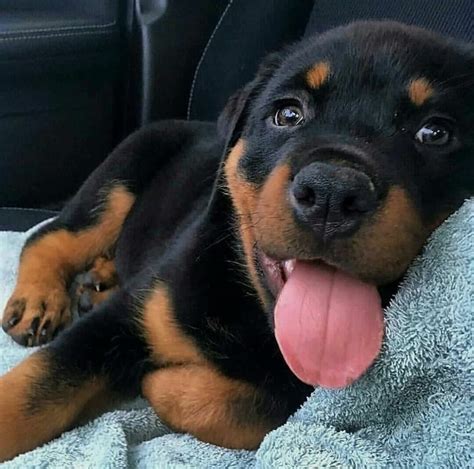 Rottweiler Puppies For Sale | Miami, FL #330420 | Petzlover