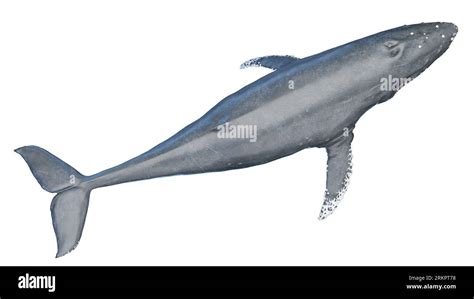 Whale anatomy, illustration Stock Photo - Alamy